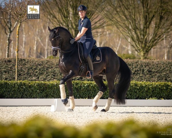 stallion Tolegro (Royal Warmblood Studbook of the Netherlands (KWPN), 2011, from Totilas)