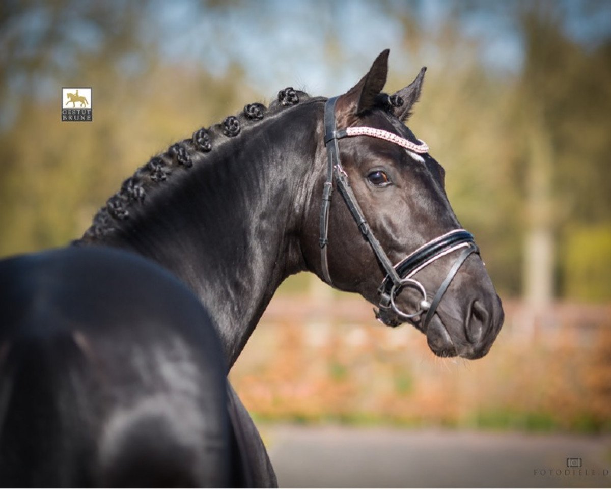 horse Thor BB (Oldenburg, 2017, from Totilas)