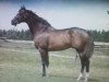 stallion Dashing Blade xx (Thoroughbred, 1987, from Elegant Air xx)