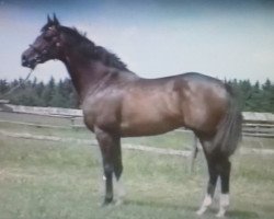 stallion Dashing Blade xx (Thoroughbred, 1987, from Elegant Air xx)