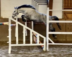 broodmare Cornella de Revel ZD (Holsteiner, 2015, from Cornet Obolensky)