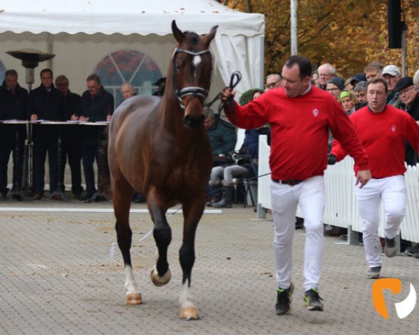 jumper MacCloud (KWPN (Royal Dutch Sporthorse), 2017, from Hardrock Z)