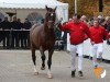 Springpferd MacCloud (KWPN (Niederländisches Warmblut), 2017, von Hardrock Z)