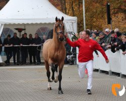 stallion Sunmaker (Westphalian, 2017, from Stakkato Gold)