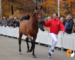 stallion Quasi Plus (Westphalian, 2017, from Quasimodo vd Molendreef)