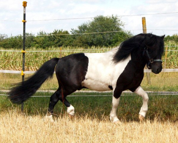 horse Valentin von der Ostsee (Shetland Pony, 2008, from Vitus von der Ostsee)