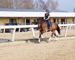 dressage horse Fair Lady 401 (German Sport Horse, 2012, from Franziskus FRH)