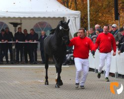 Deckhengst Emidor Z (Zangersheide Reitpferd, 2017, von Emerald van 't Ruytershof)