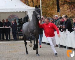 Deckhengst Durantos (KWPN (Niederländisches Warmblut), 2017, von Durango VDL)