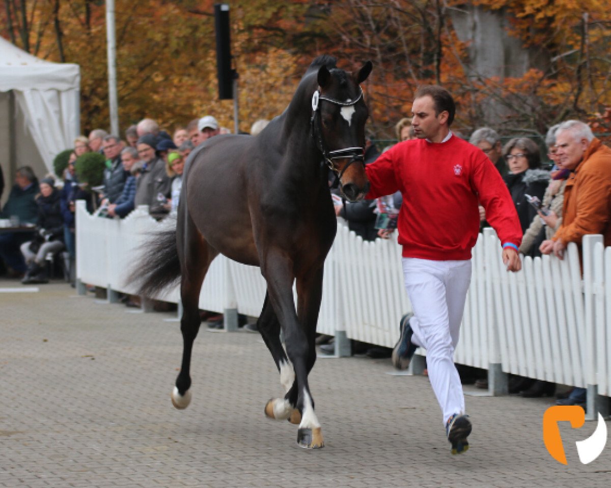 stallion DeeJay J (Westphalian, 2017, from Dominator 2000 Z)