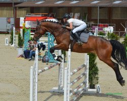 jumper Rhabanus 3 (Oldenburg show jumper, 2013, from Rodrigo)