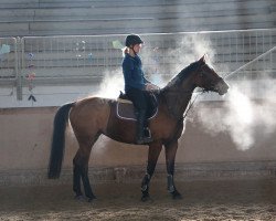 jumper Roxy 212 (Oldenburg show jumper, 2013, from Rodrigo)