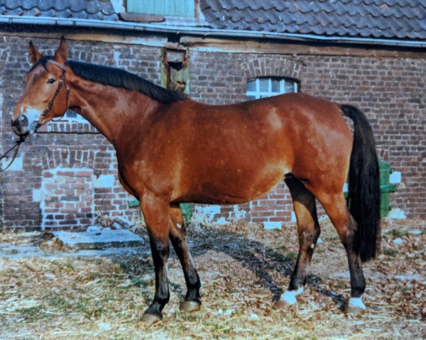 Zuchtstute Rivera (Westfale, 1968, von Raubritter)