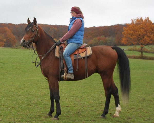 horse Portego (Arabian thoroughbred, 2015)