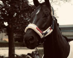 dressage horse Sir San Diego Deluxe (Westphalian, 2008, from Sandro Bedo)