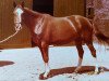 broodmare Nadine II (Trakehner, 1975, from Marschall)