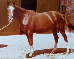 broodmare Nadine II (Trakehner, 1975, from Marschall)