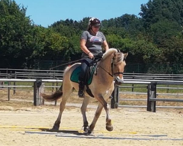 Pferd Joker Niels (Fjordpferd, 1993, von Halstor I)