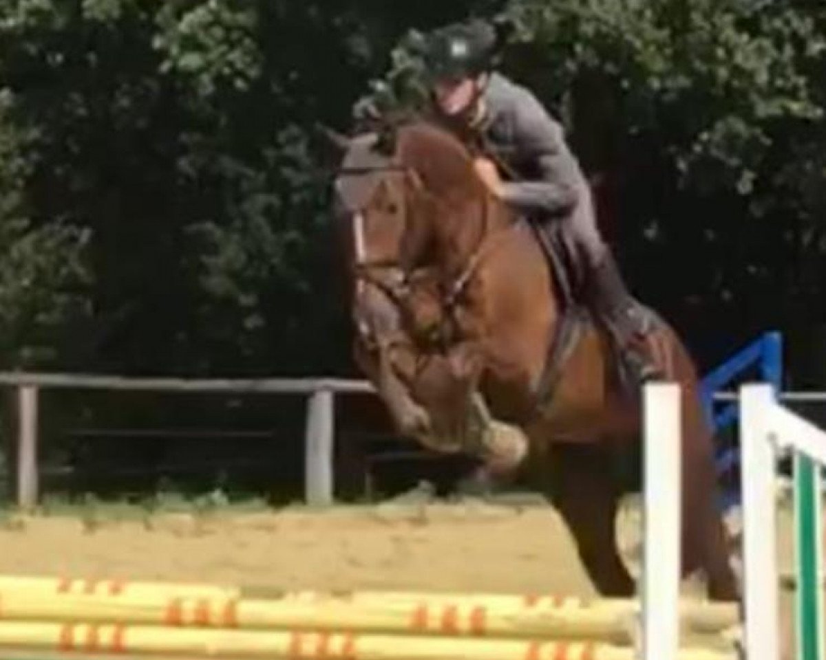 jumper Jeremy GPH (KWPN (Royal Dutch Sporthorse), 2014, from Kannan)