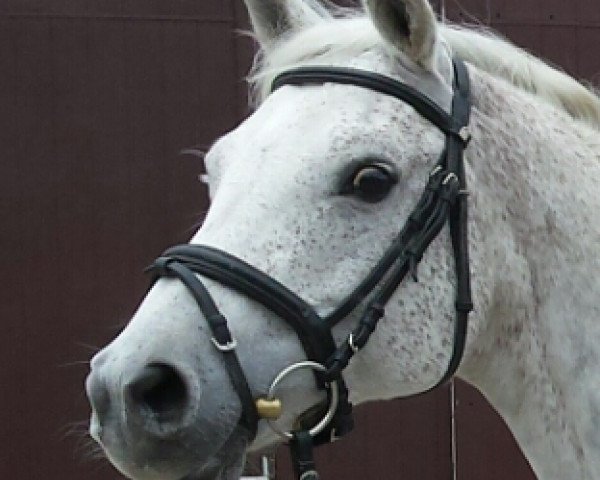 horse Charib ox (Arabian thoroughbred, 1998, from TC Kashmir ox)