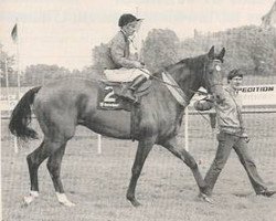 stallion Astylos xx (Thoroughbred, 1984, from Königsstuhl xx)