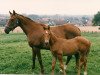 broodmare Turtle Bay xx (Thoroughbred, 1982, from Anax xx)