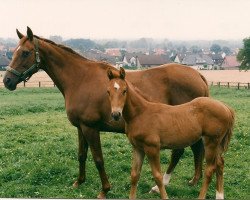 broodmare Turtle Bay xx (Thoroughbred, 1982, from Anax xx)