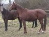 broodmare Trolldame xx (Thoroughbred, 1996, from Astylos xx)