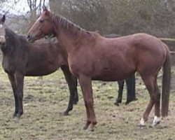 broodmare Trolldame xx (Thoroughbred, 1996, from Astylos xx)