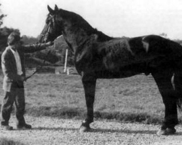 stallion Coille Mor Hill (Irish Draft Horse, 1987, from Clover Hill)