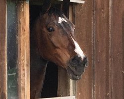 broodmare Coriana (Holsteiner, 1999, from Coriander)