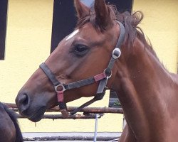 broodmare Depescha (Russian Trakehner, 2011, from Puaro)