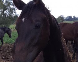 stallion Everdon (German Sport Horse, 2018, from Everdale)