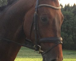 dressage horse Corasco CH (Swiss Warmblood, 2014, from Chico's Boy)