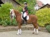 dressage horse Noulen (German Riding Pony, 1998, from Naron)