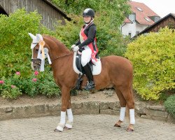 dressage horse Noulen (German Riding Pony, 1998, from Naron)