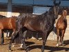 broodmare Moicana CH (Swiss Warmblood, 2017, from Morricone)