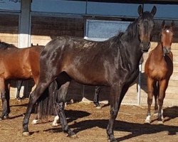 broodmare Moicana CH (Swiss Warmblood, 2017, from Morricone)