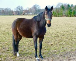 broodmare Dancing Queen (Westphalian, 2005, from Dancing Dynamite)