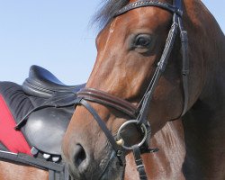 dressage horse Burrasca CH (Swiss Warmblood, 2012, from Bosorito)