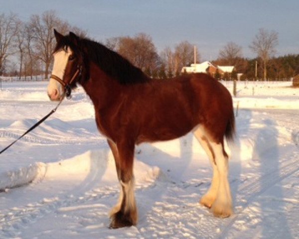 Zuchtstute Brelee Ideal Isabelle (Clydesdale, 2012, von QCF Top Gun Commander Caffey)