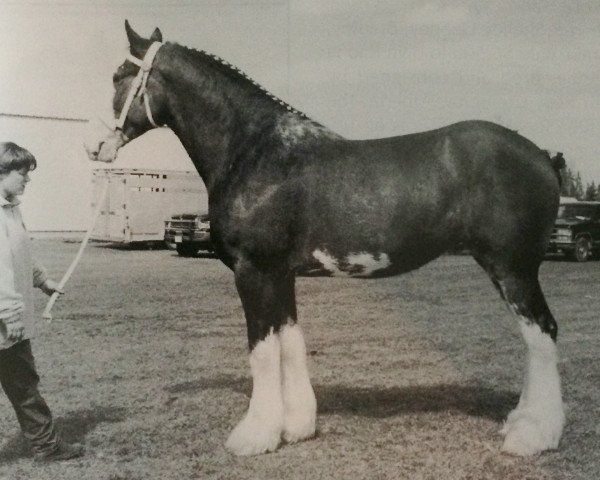 Zuchtstute Breezy Hill Trixie (Clydesdale, 1994, von Hill Topper Perfect Motion)