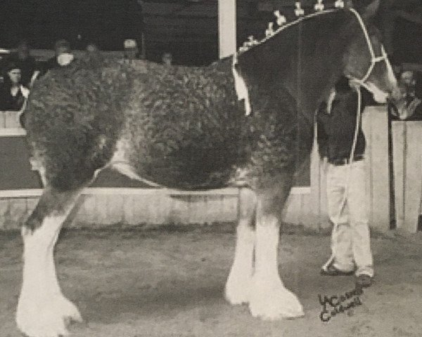 Zuchtstute Willow Way Stephanie (Clydesdale, 2003, von Collessie Ulsterman)