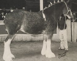 broodmare Willow Way Stephanie (Clydesdale, 2003, from Collessie Ulsterman)