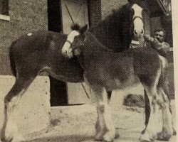 Zuchtstute Crystal of Green Leaf (Clydesdale, 1983, von Bardrill Benefactor)