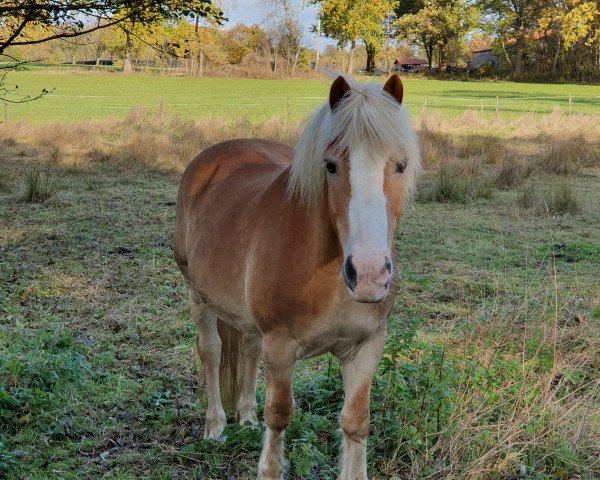 Pferd Willy (Haflinger, 1998, von Walzerkönig)