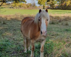 horse Willy (Haflinger, 1998, from Walzerkönig)