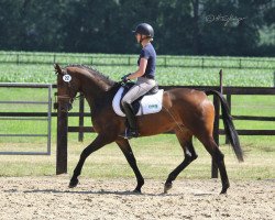 broodmare Savannah (Westphalian, 2015, from Sir Heinrich OLD)