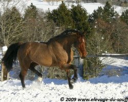 Pferd Qualido du Soufflet CH (Schweizer Warmblut, 2002, von Quatro V)