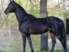 stallion Olim (Russian Trakehner, 2010, from Hemfris)